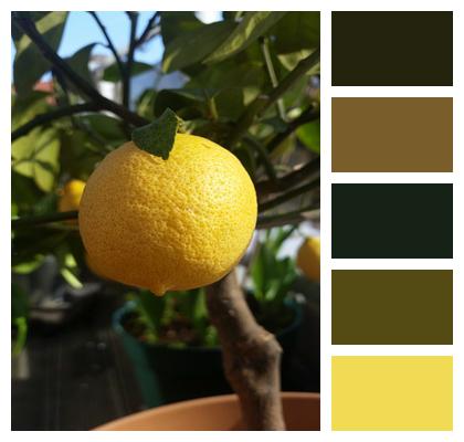 Lemon Citrus Fruits Yellow Image